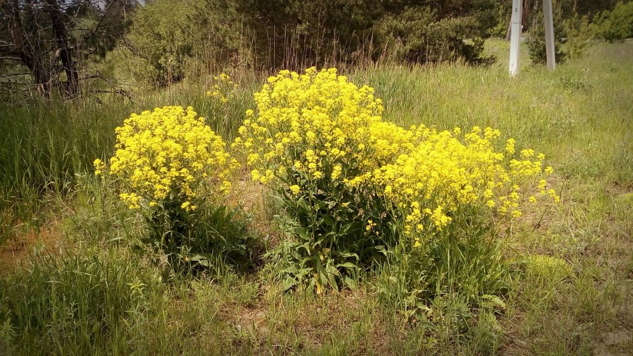 Сурепка Полевая