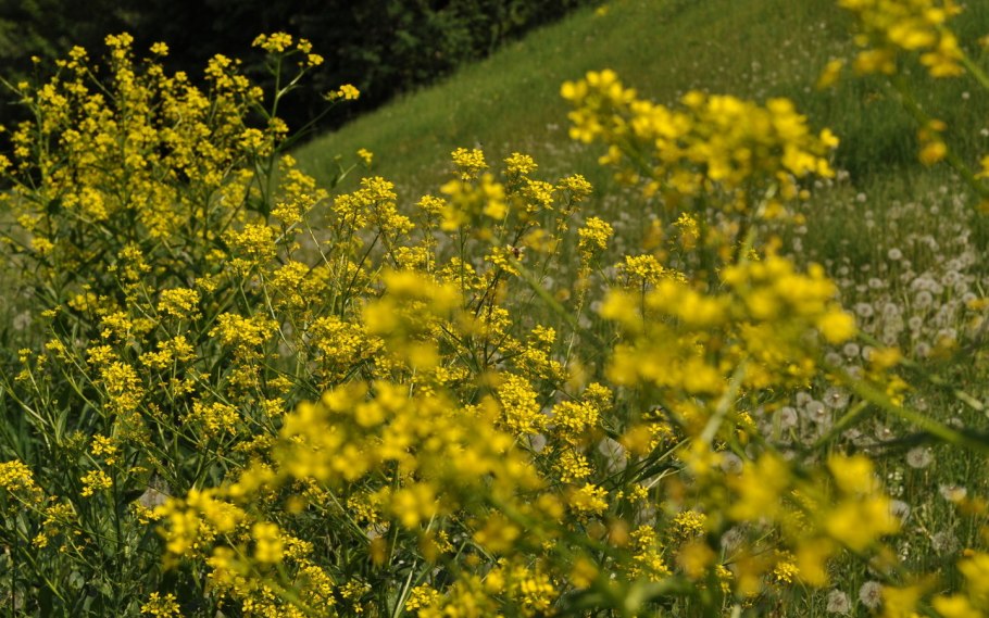 Крестовник Луговой