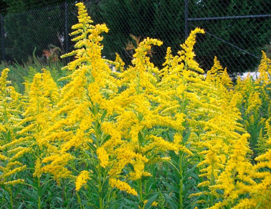 Амброзия цветок