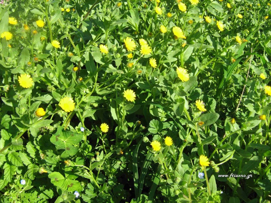 Taraxacum Ascophyllum