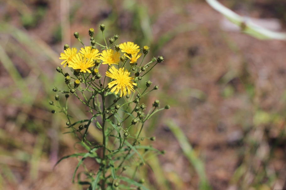 Донник желтый медонос
