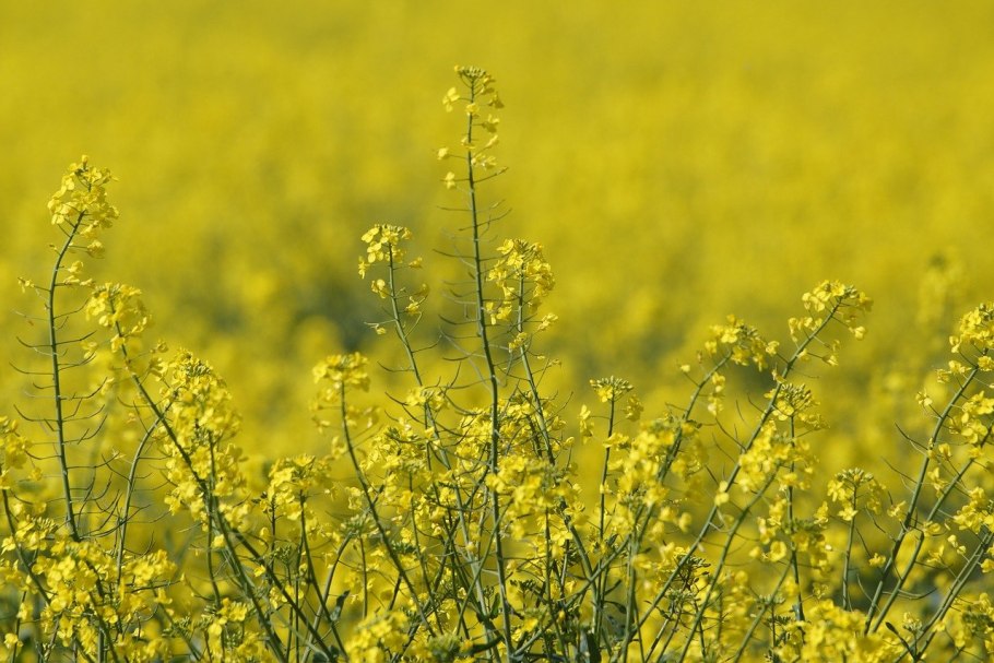 Амброзия полыннолистная