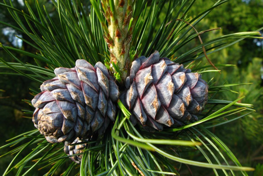 Сибирский кедр (Pinus sibirica du Tour)