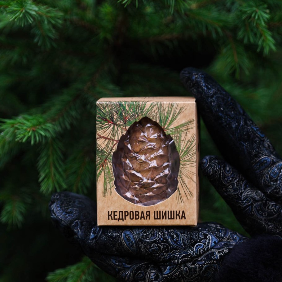 Сосна Сибирская хвоинки