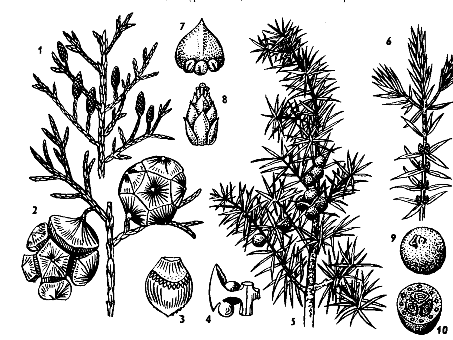 White Pine Needle Tea