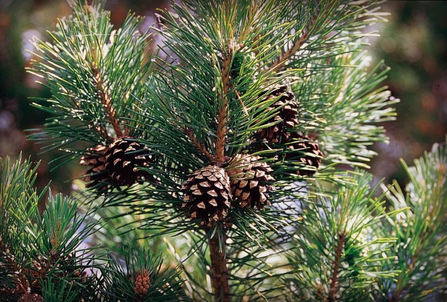 Pinus Sylvestris Langmore
