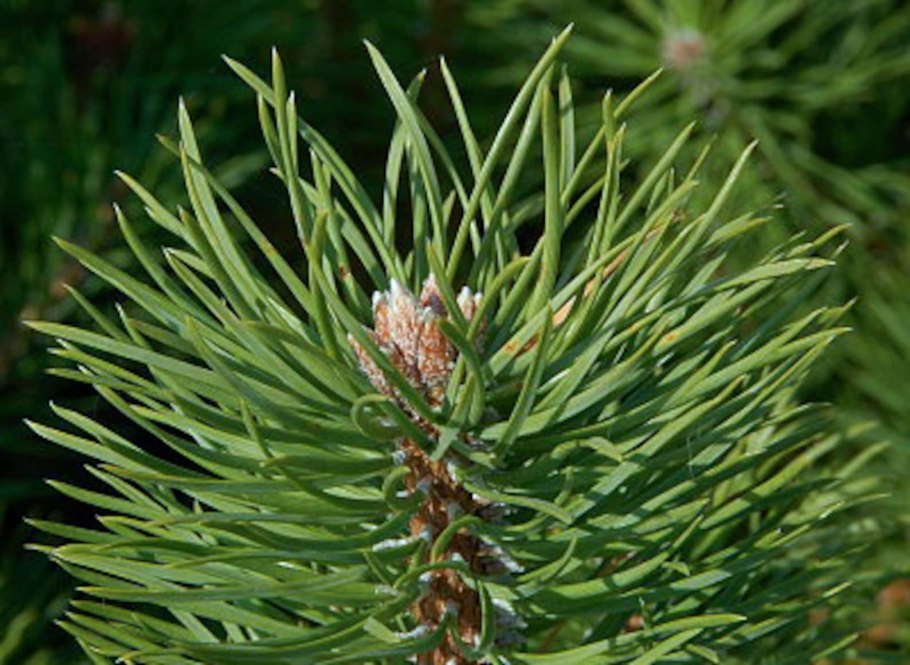Pinus sibirica Herbarium