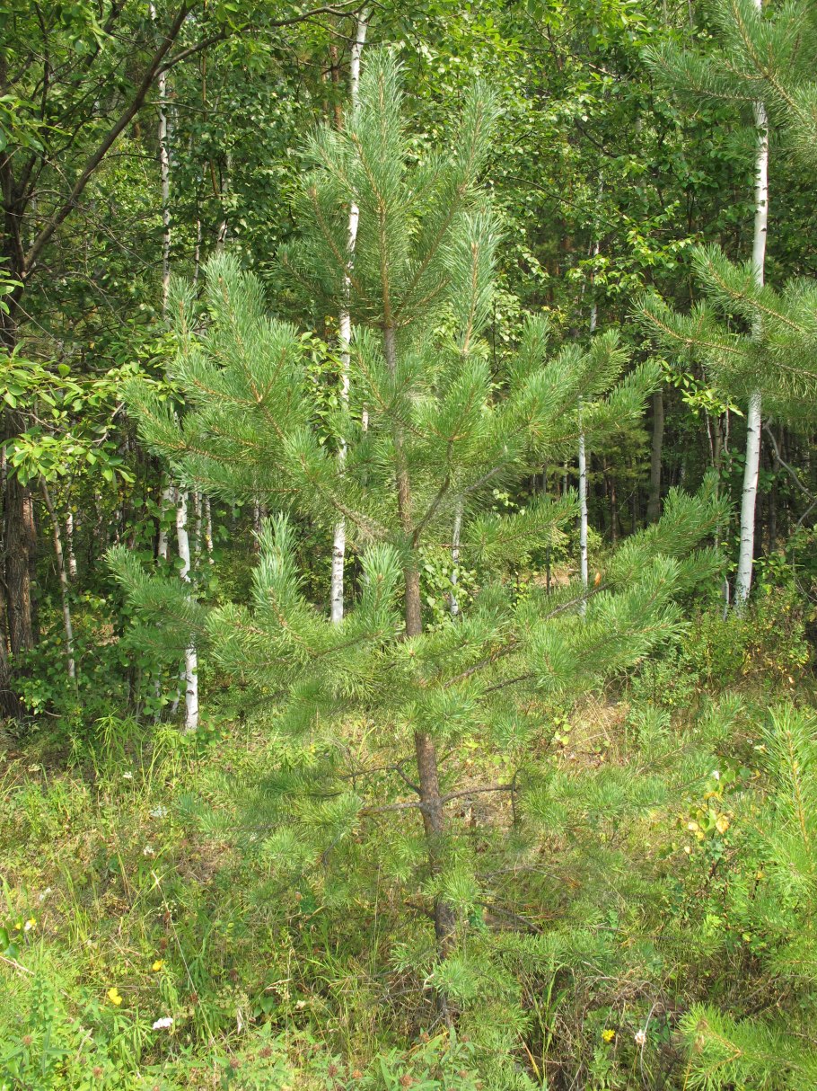 The Scots Pine book