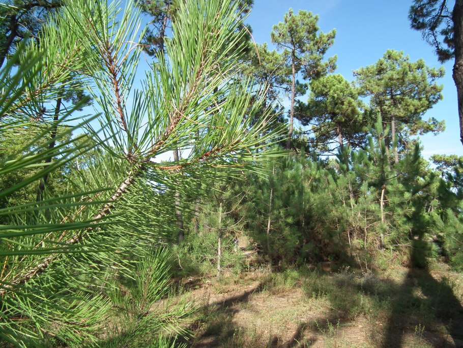 Pine pinepalepen Мем