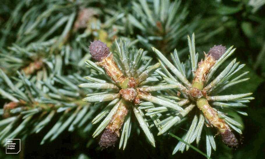 Pinus contorta