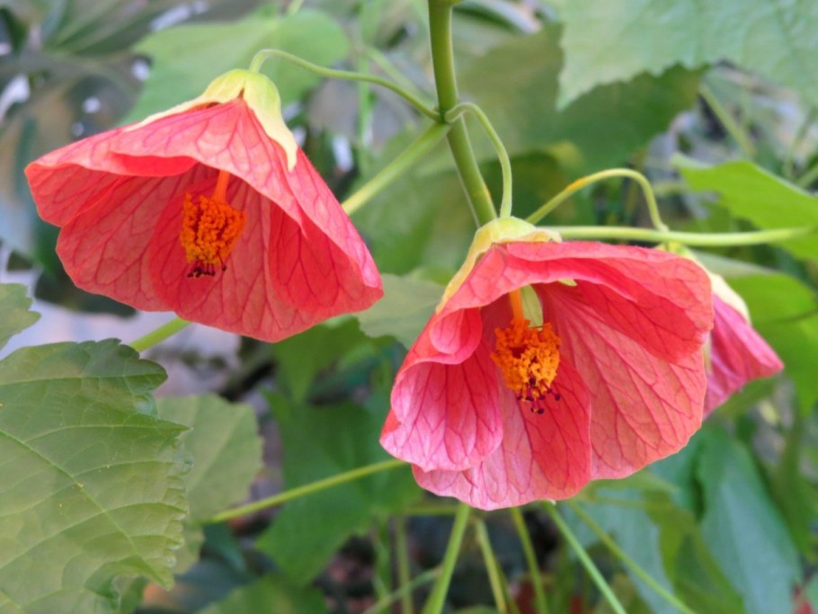 Абутилон гибридный