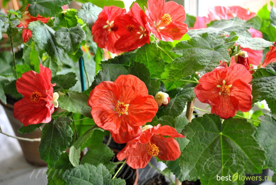 Абутилон Белла Пинк