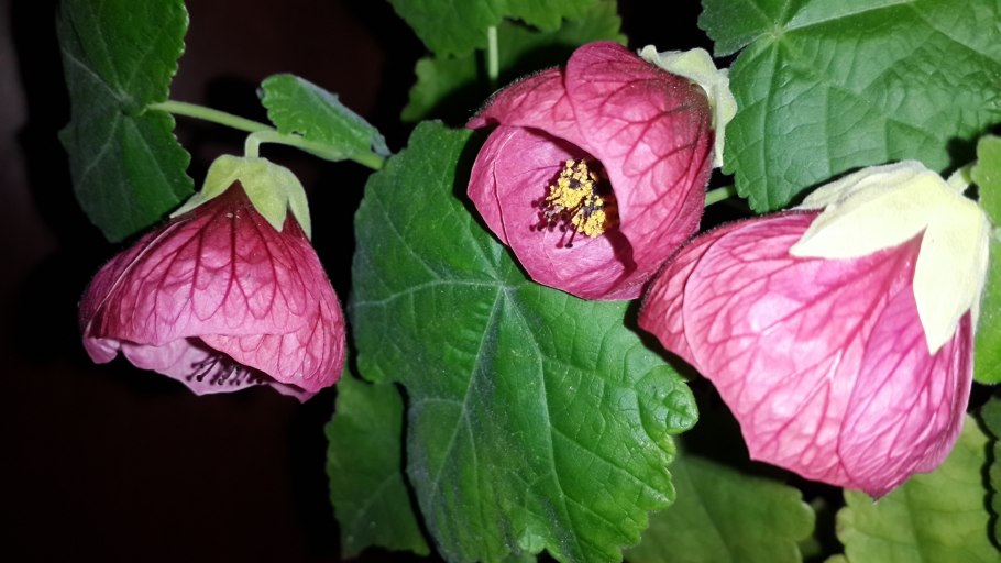 Абутилон Vesuvius Red