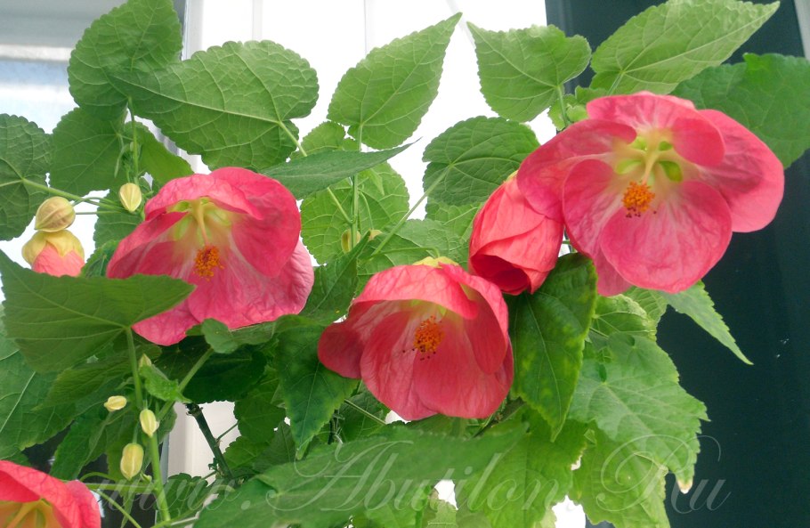 Абутилон Тропиканка