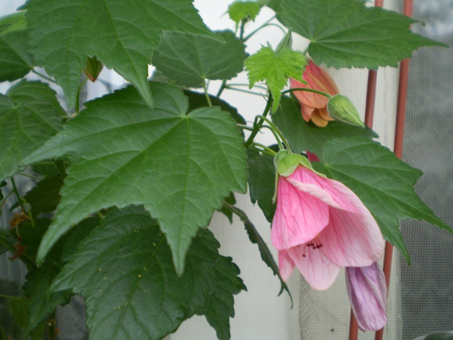 Абутилон лв-Диана