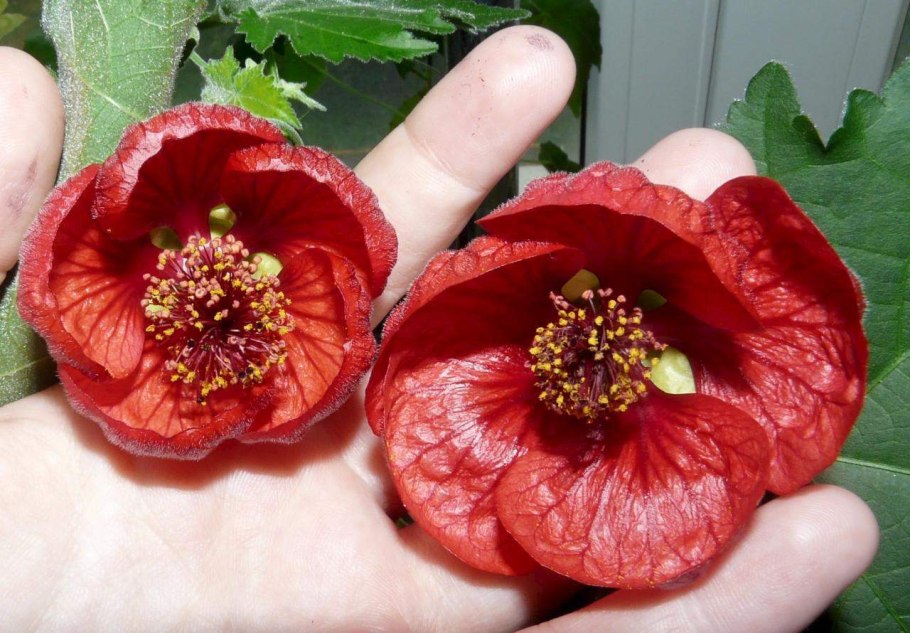 Абутилон Ultraviolet