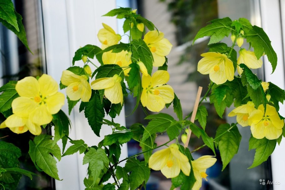 Абутилон Тропиканка