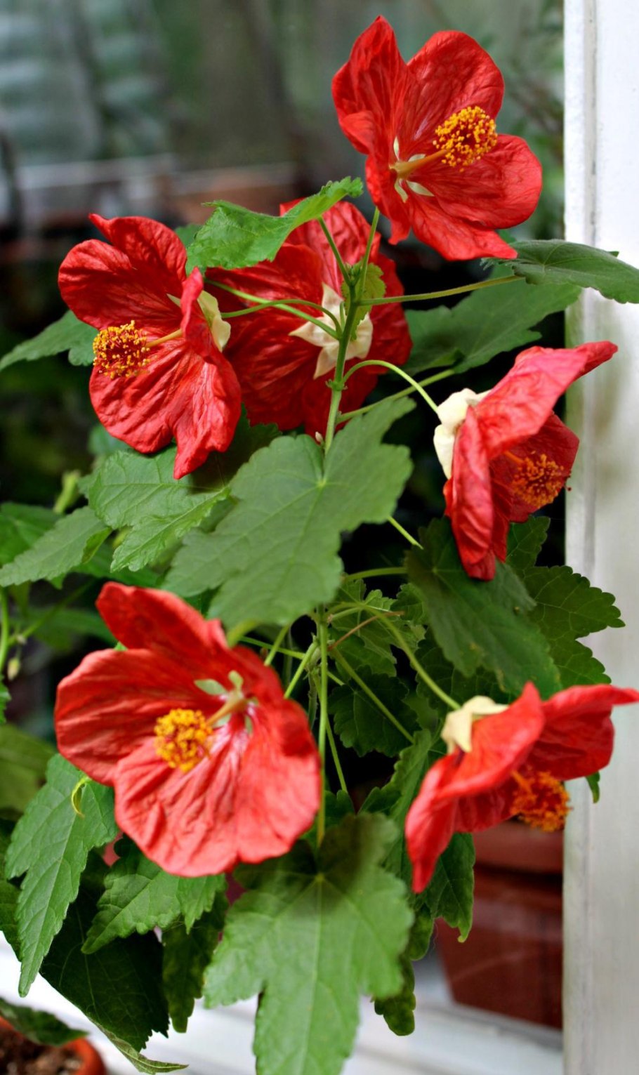 Абутилон Карамелька