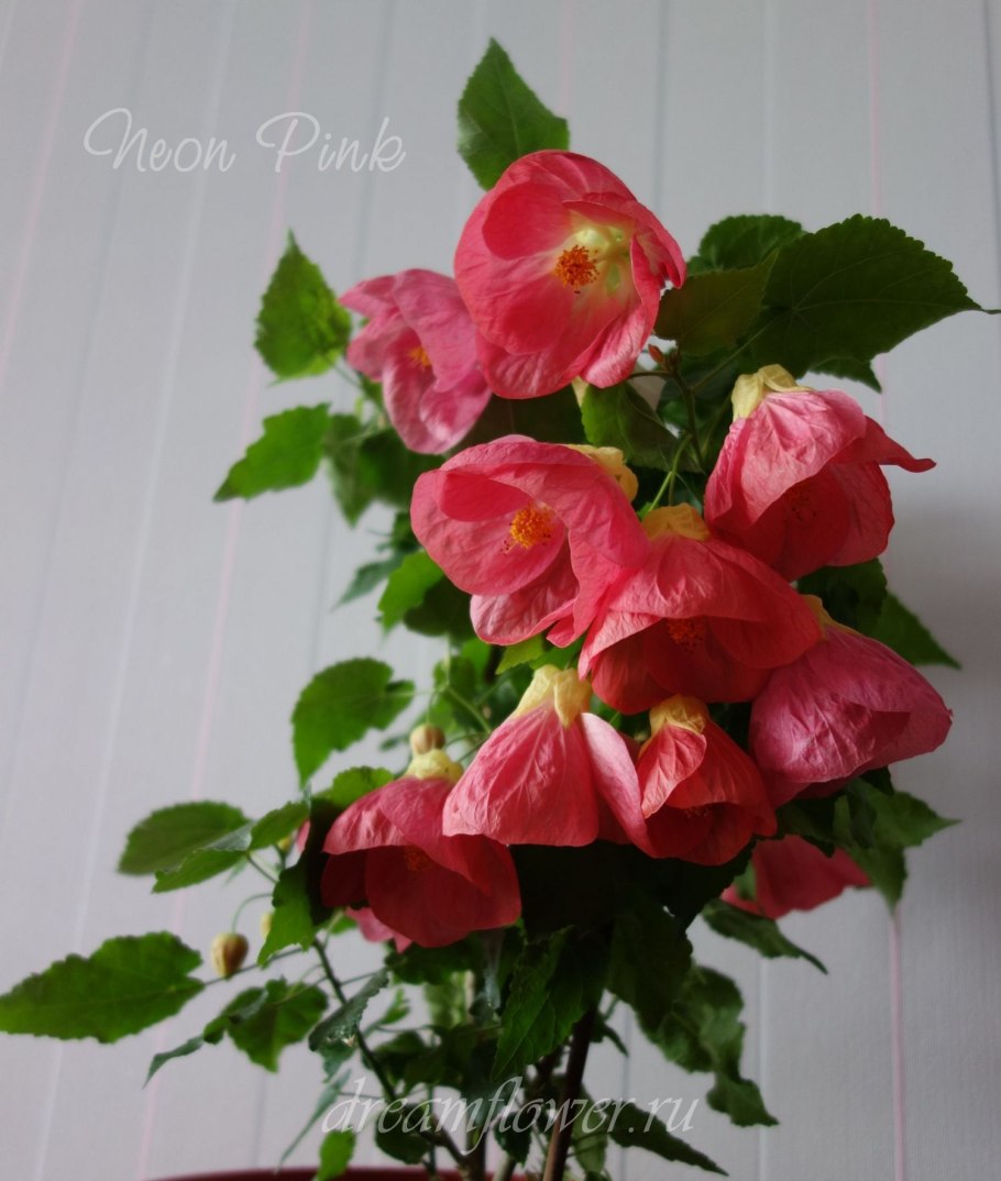 Абутилон Диана