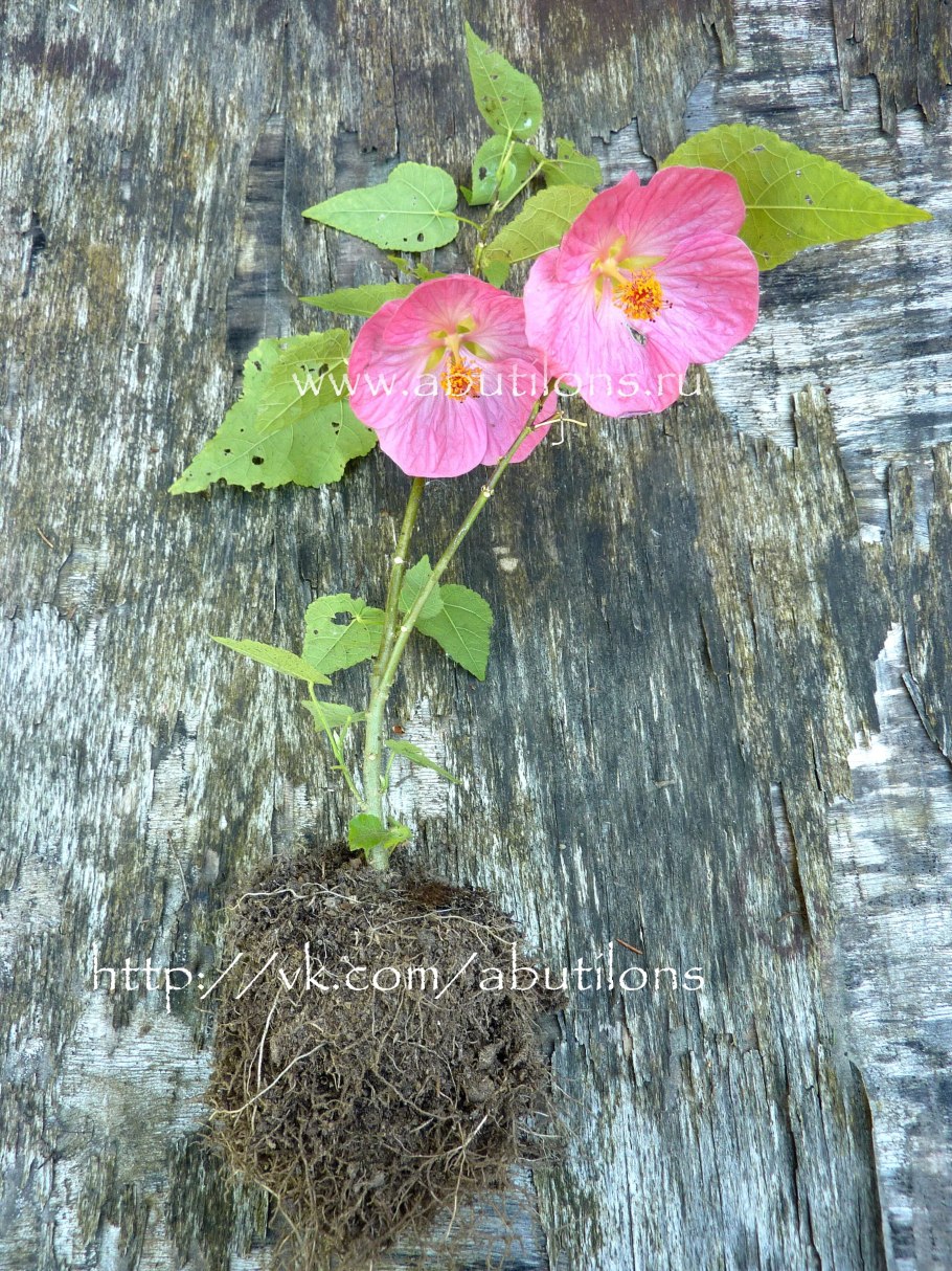 Абутилон комнатный клен