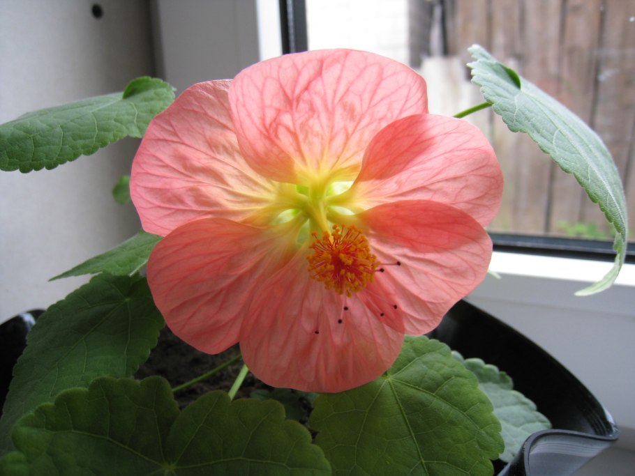 Абутилон Red Trumpet