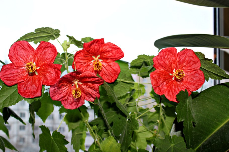 Абутилон Пьер