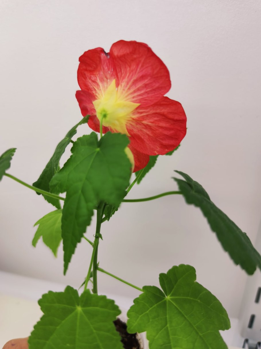 Канатник Дарвина