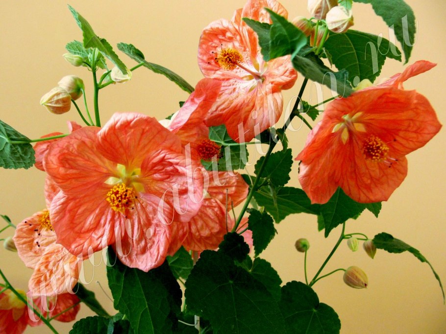 Bella Apricot Shades