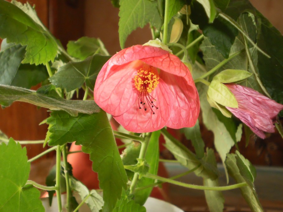 Абутилон тигровый глаз