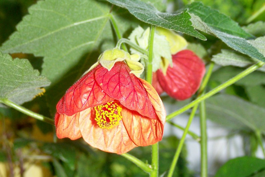 Абутилон Белла Ванилла