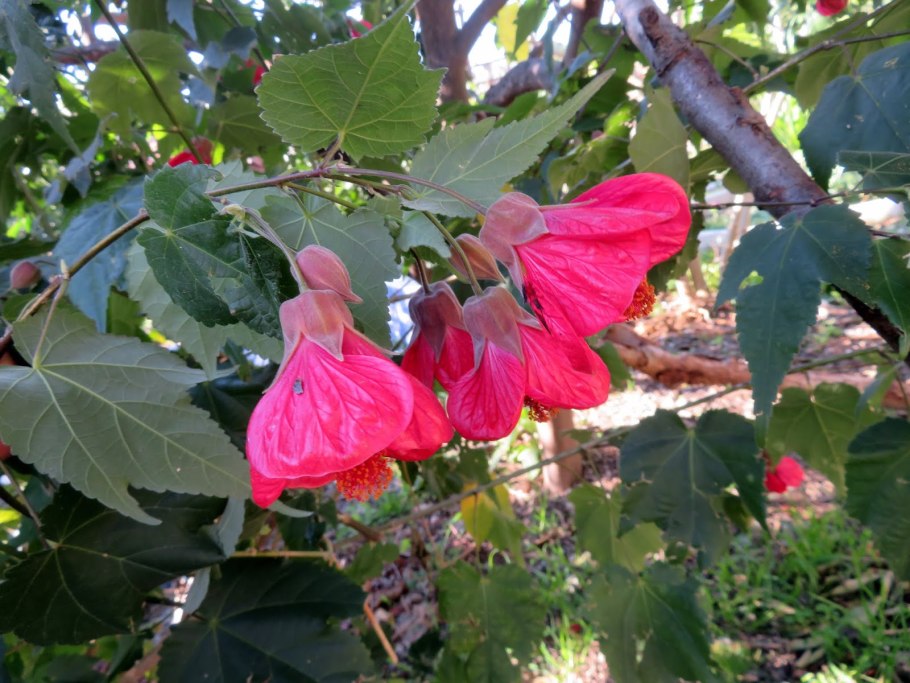 Абутилон Савицкого