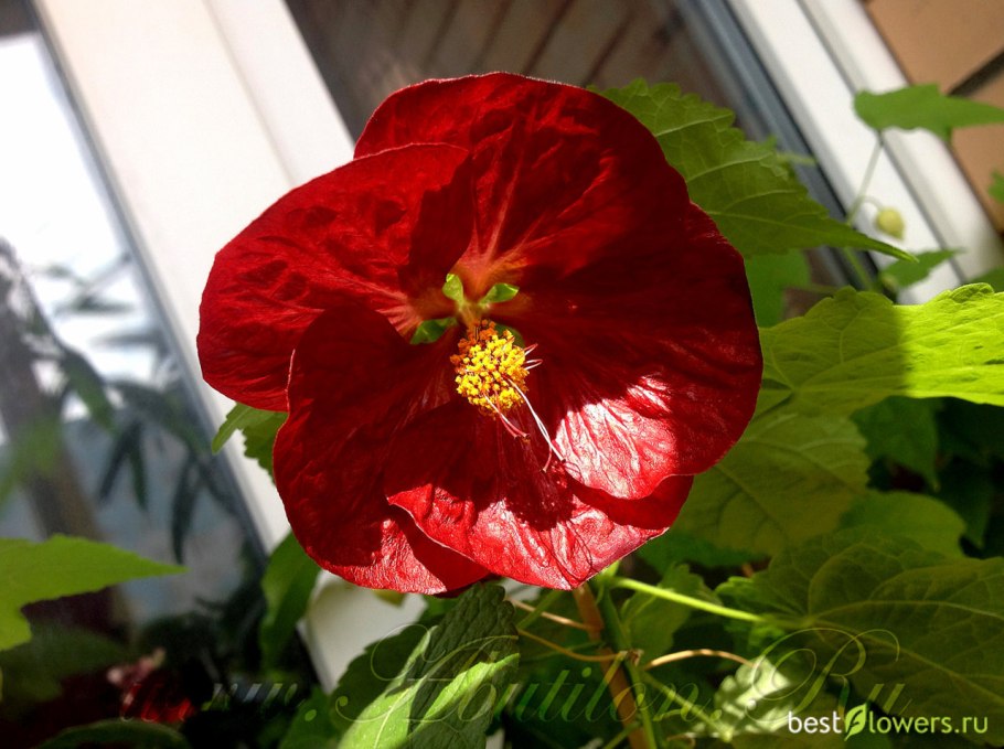 Вирусная мозаика абутилон