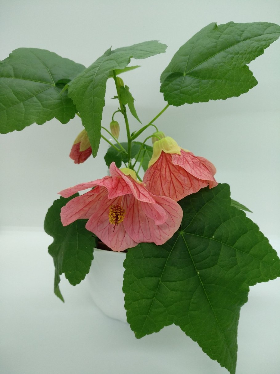 Абутилон лв-Диана