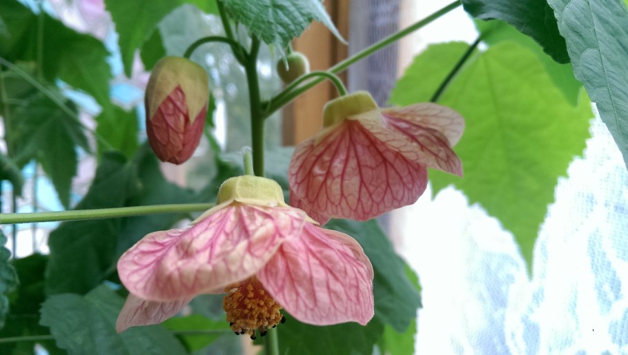 Абутилон Морозко