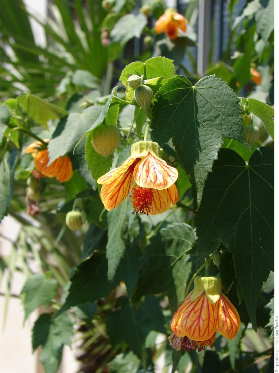 Абутилон полосатый