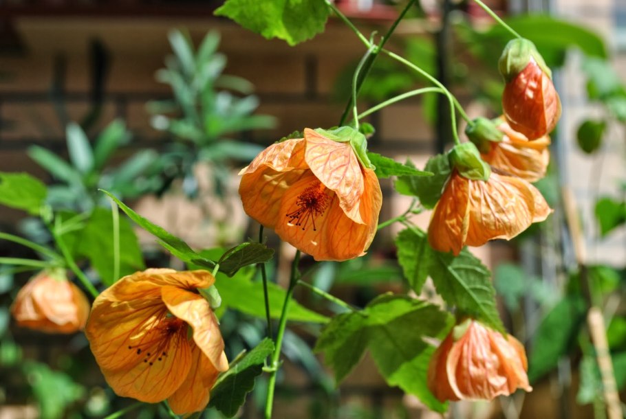 Абутилон Челентано