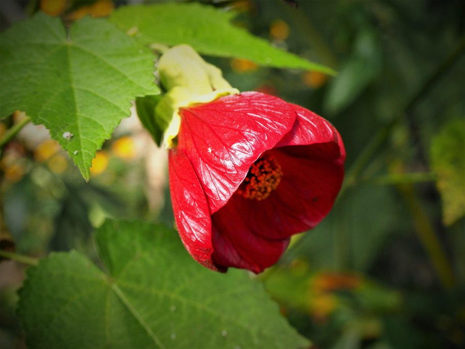 Абутилон Ламбада