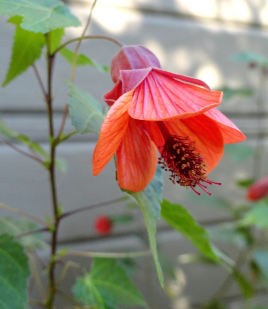 Abutilon pitcairnense