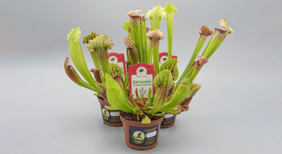 Саррацения Монтана