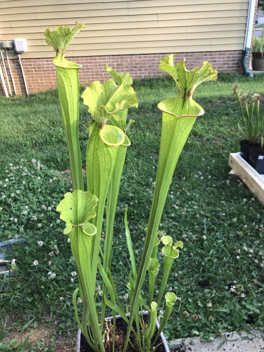 Саррацения пситтацина