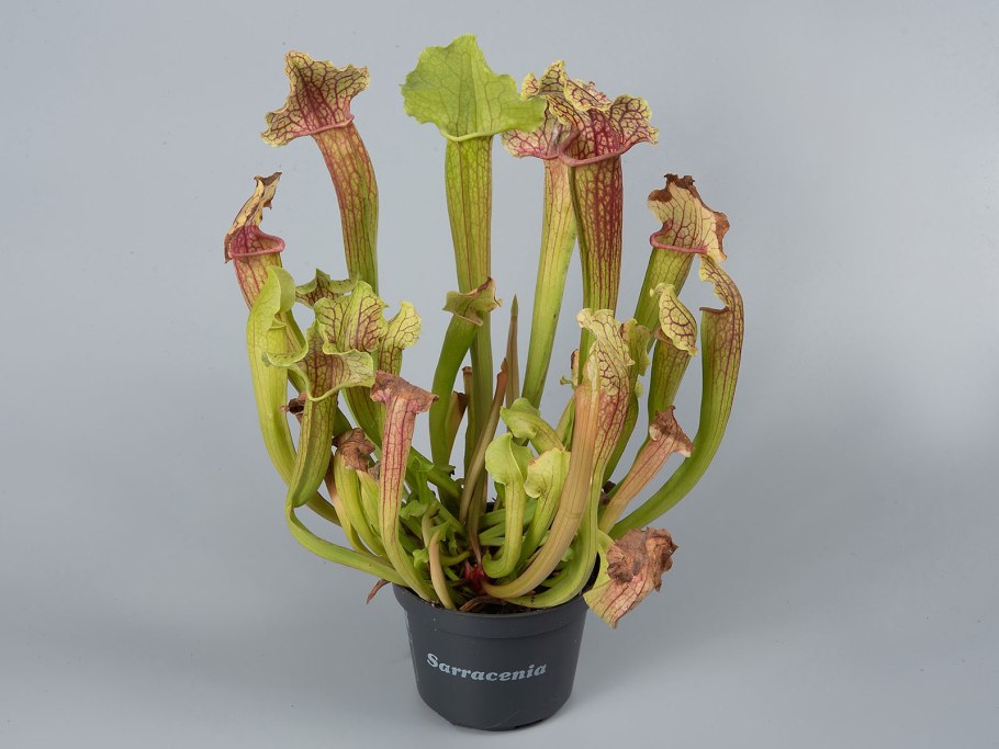 Саррацения Филадельфия