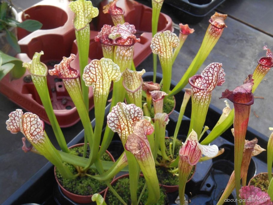 Sarracenia leucophylla