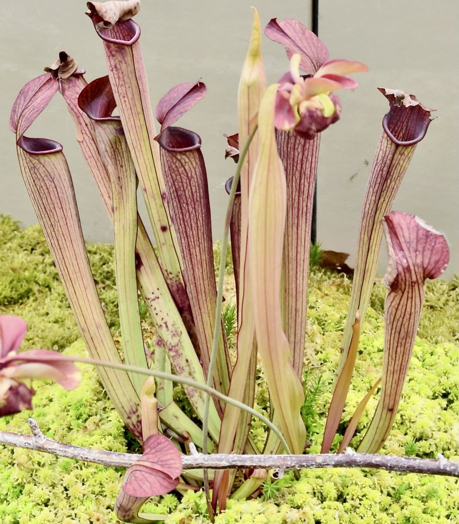 Sarracenia stevensii