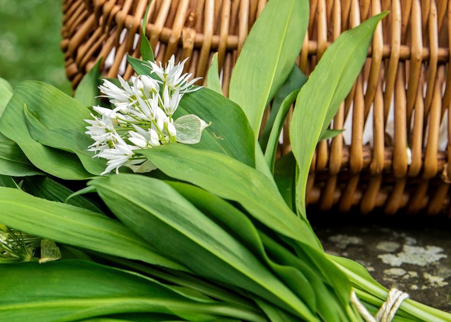 Allium victorialis