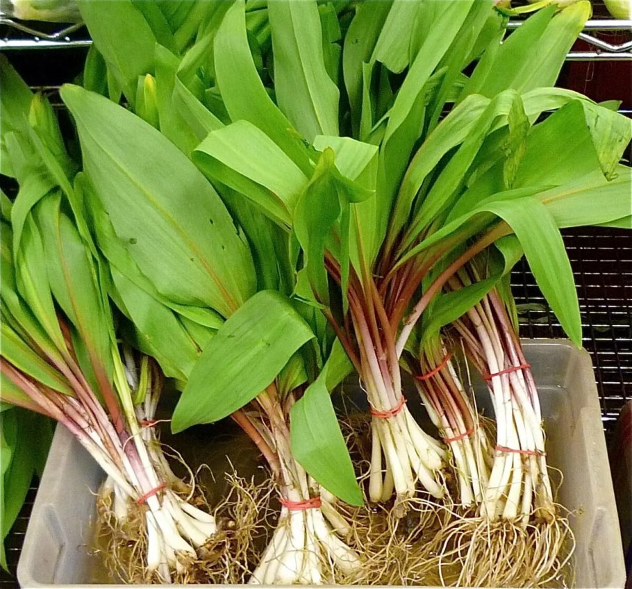 Allium ursinum черемша