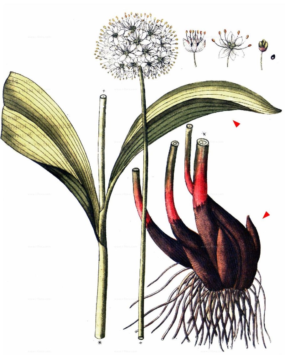 Allium ursinum черемша