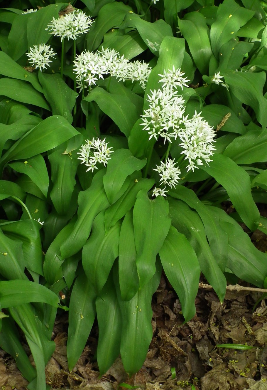 Ботаническая иллюстрация Allium