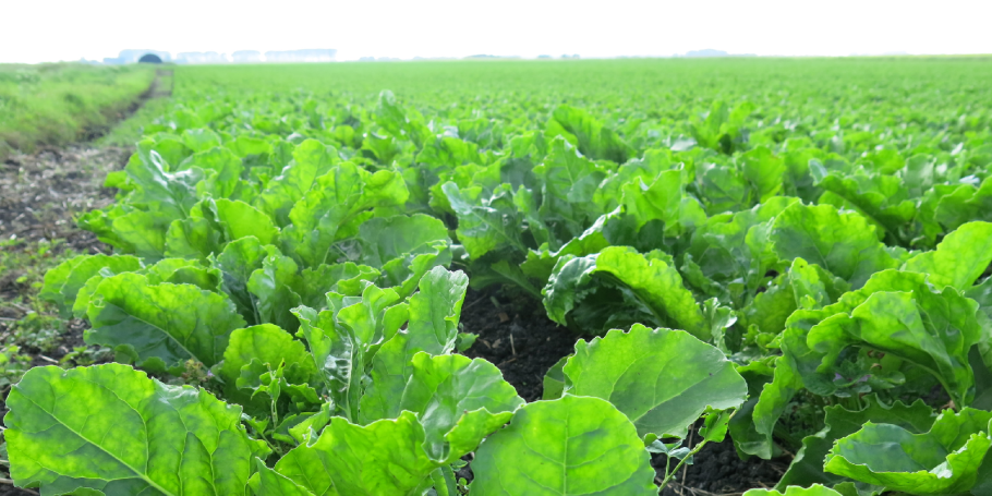 Астрагал Дагестанский