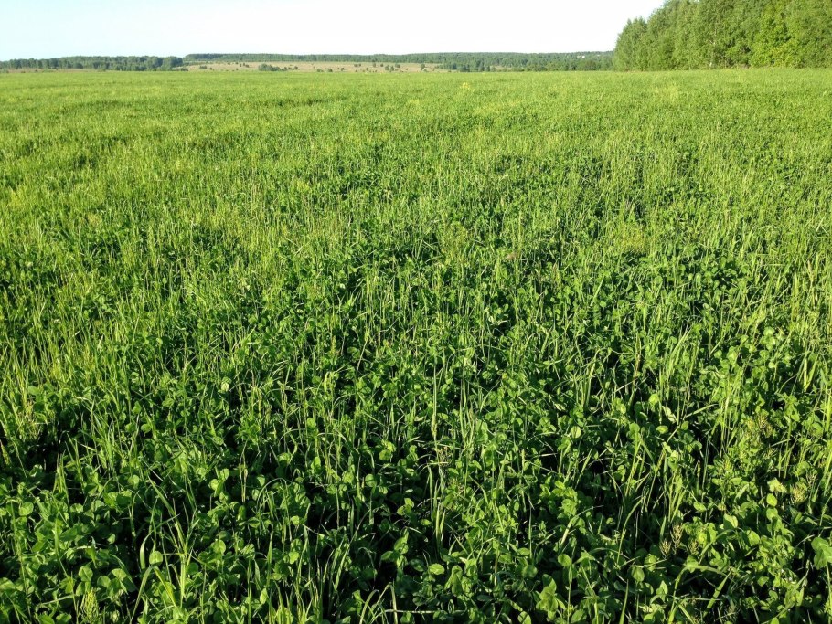 Мятлик Луговой (POA pratensis)