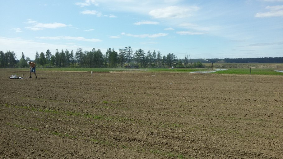 Ирень пшеница Яровая